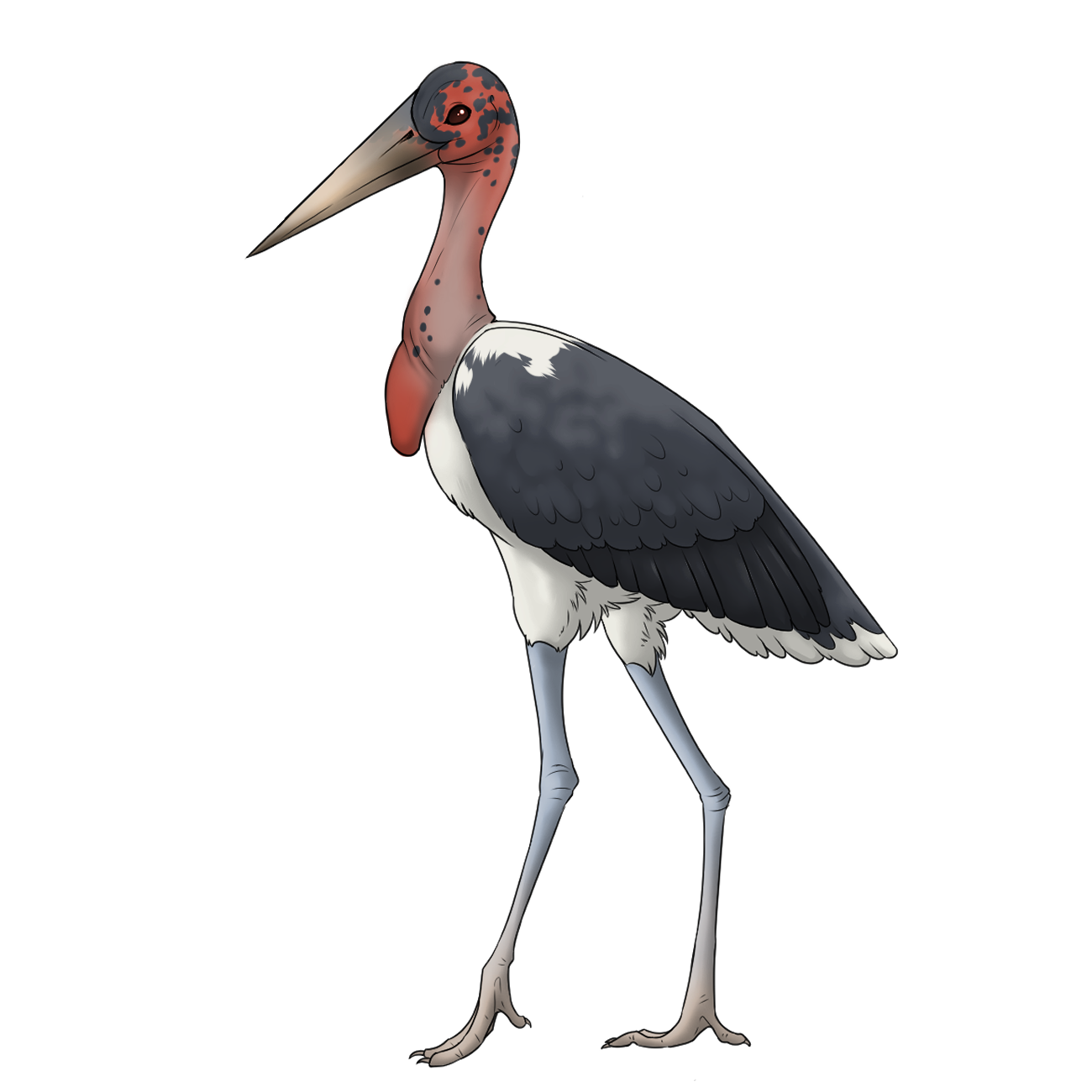 Stork Rare